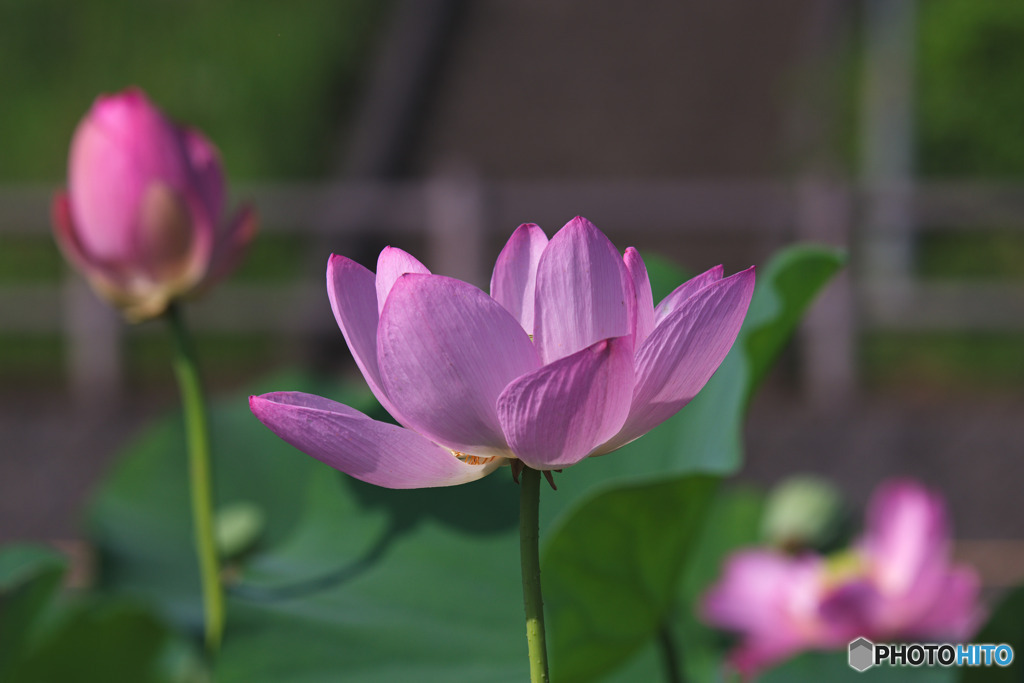 毛呂山総合公園