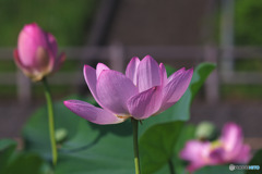 毛呂山総合公園