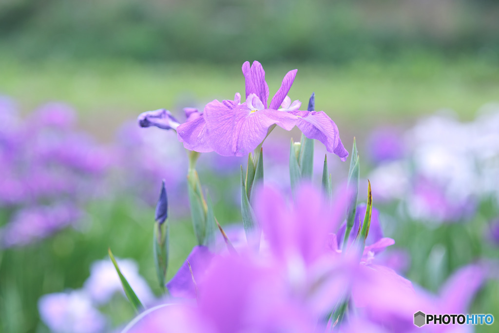 ときがわ花菖蒲園