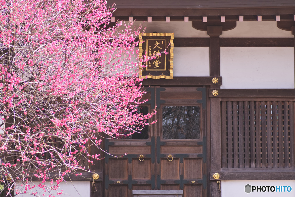 宝幢寺の紅梅