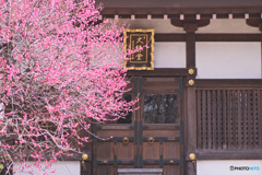 宝幢寺の紅梅