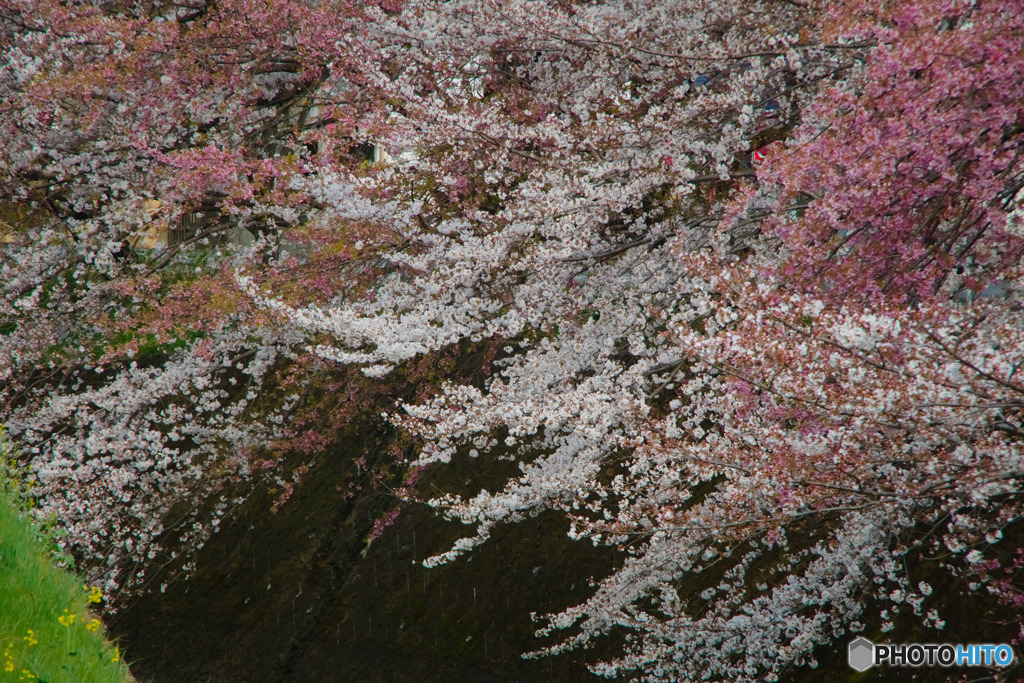 桜二種