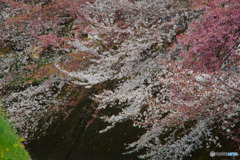 桜二種