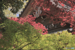 赤青もみじ