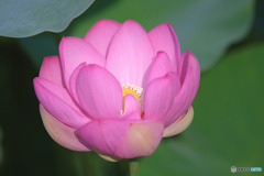 寿中央公園
