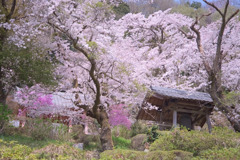 桂木観音