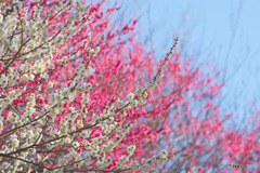 仙川平和公園