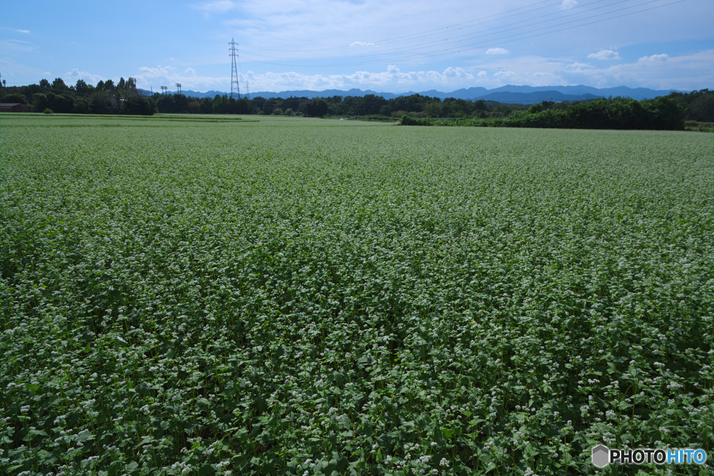 大類の蕎麦畑