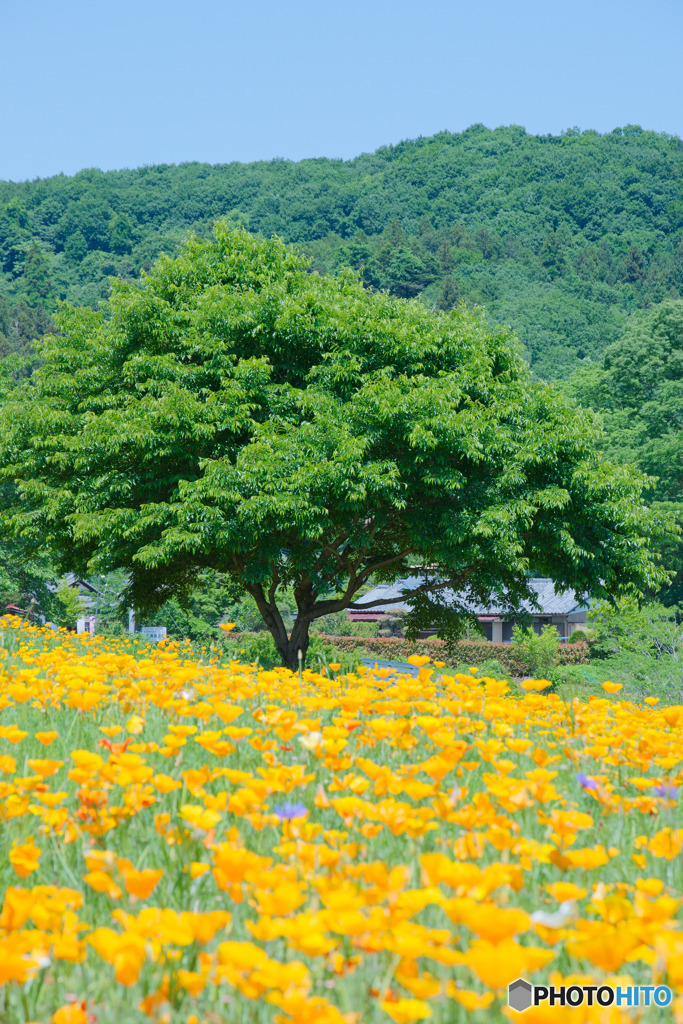花の里長瀞