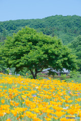 花の里長瀞