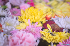 糀谷八幡神社の花手水