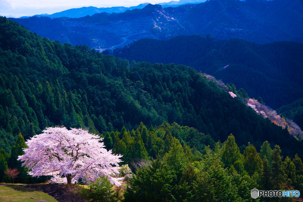 八徳の一本桜