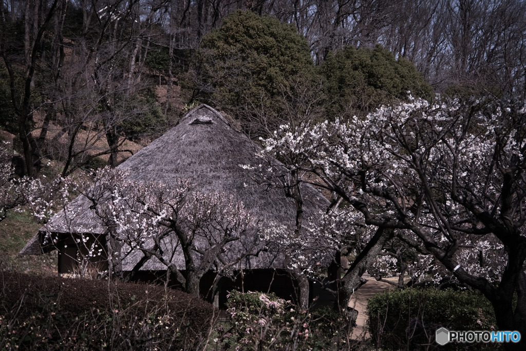 薬師池公園