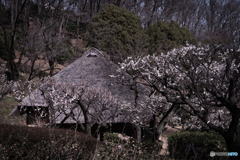 薬師池公園