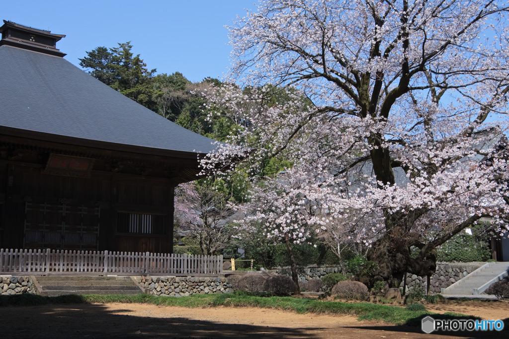 廣園寺の山桜