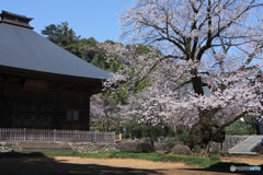 廣園寺の山桜