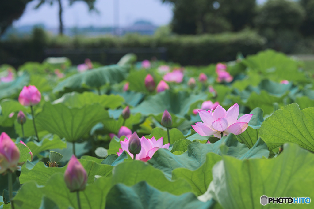 平成の森公園