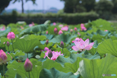 平成の森公園