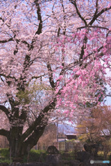 長泉院の桜