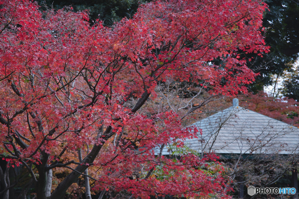 大田黒公園