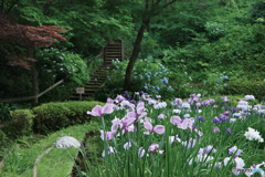 菖蒲田