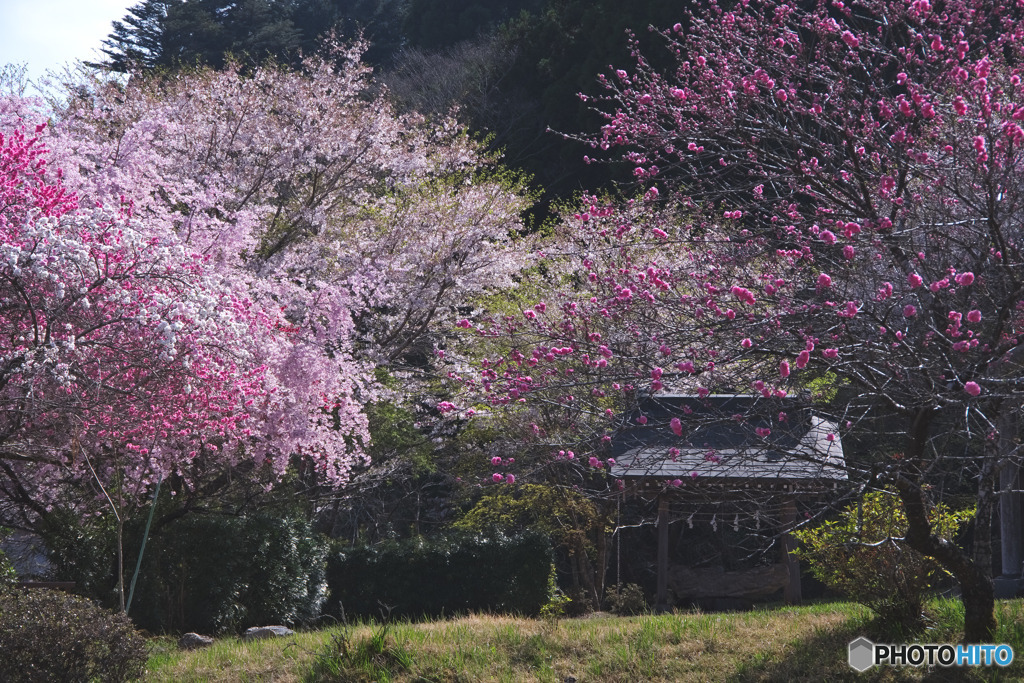 白髭神社（中藤中郷）