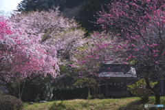 白髭神社（中藤中郷）