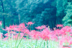 霞丘陵自然公園の彼岸花