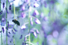 蜂と戯れる