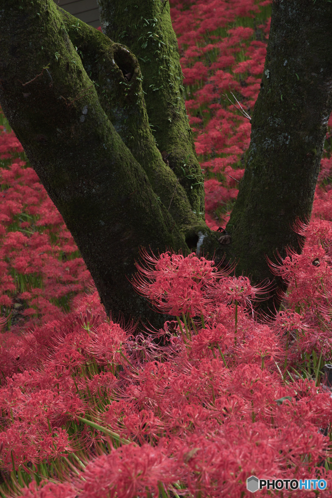 深山の花園