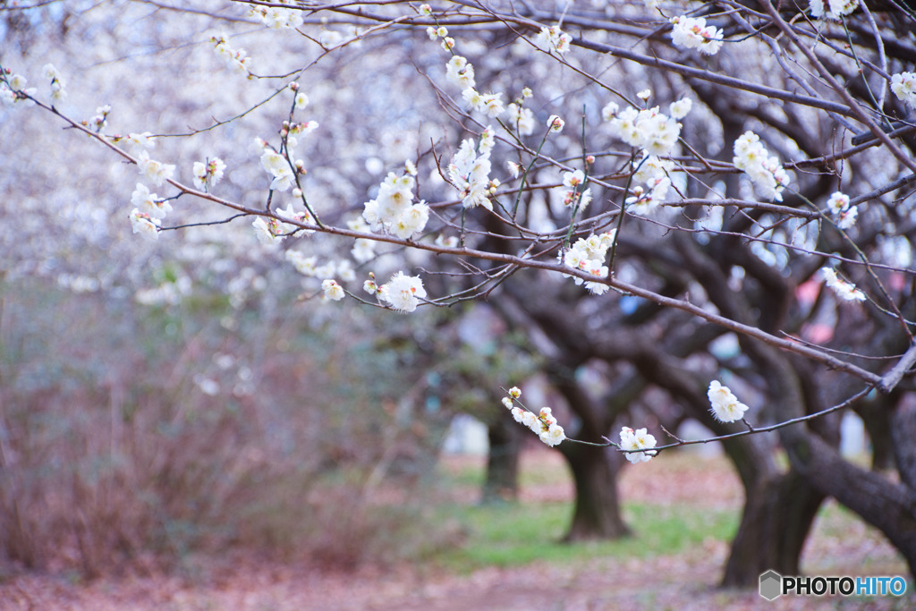 赤塚溜池公園