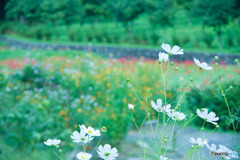 コスモスとコスモスと彼岸花