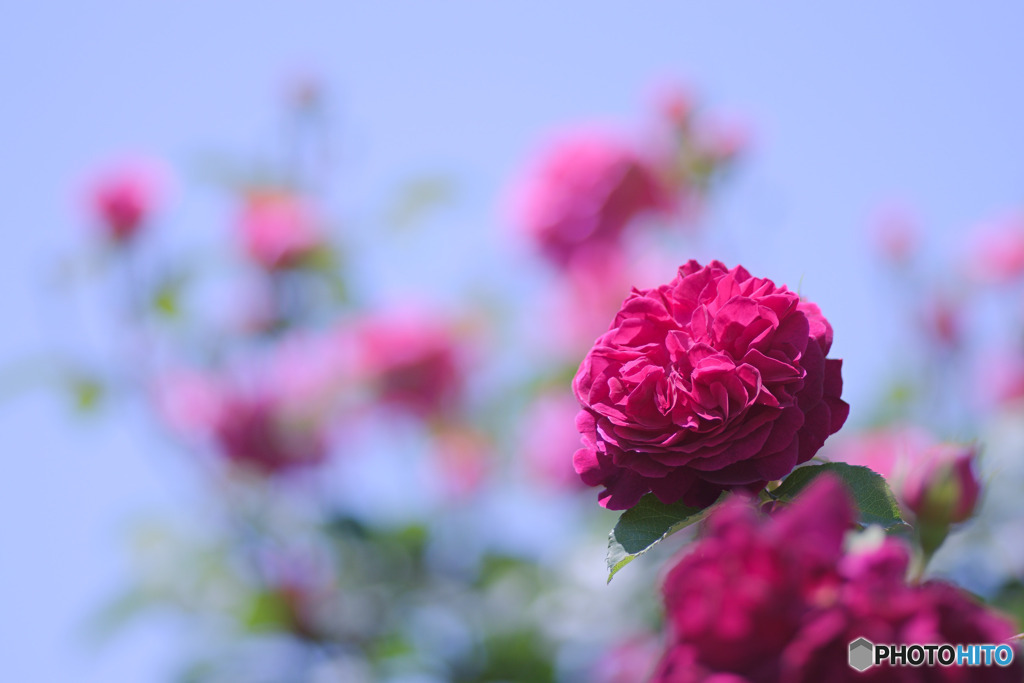 花久の里