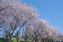 川越水上公園
