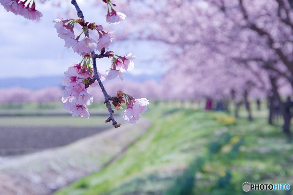 北浅羽桜堤公園の安行寒桜