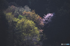 新緑と山桜