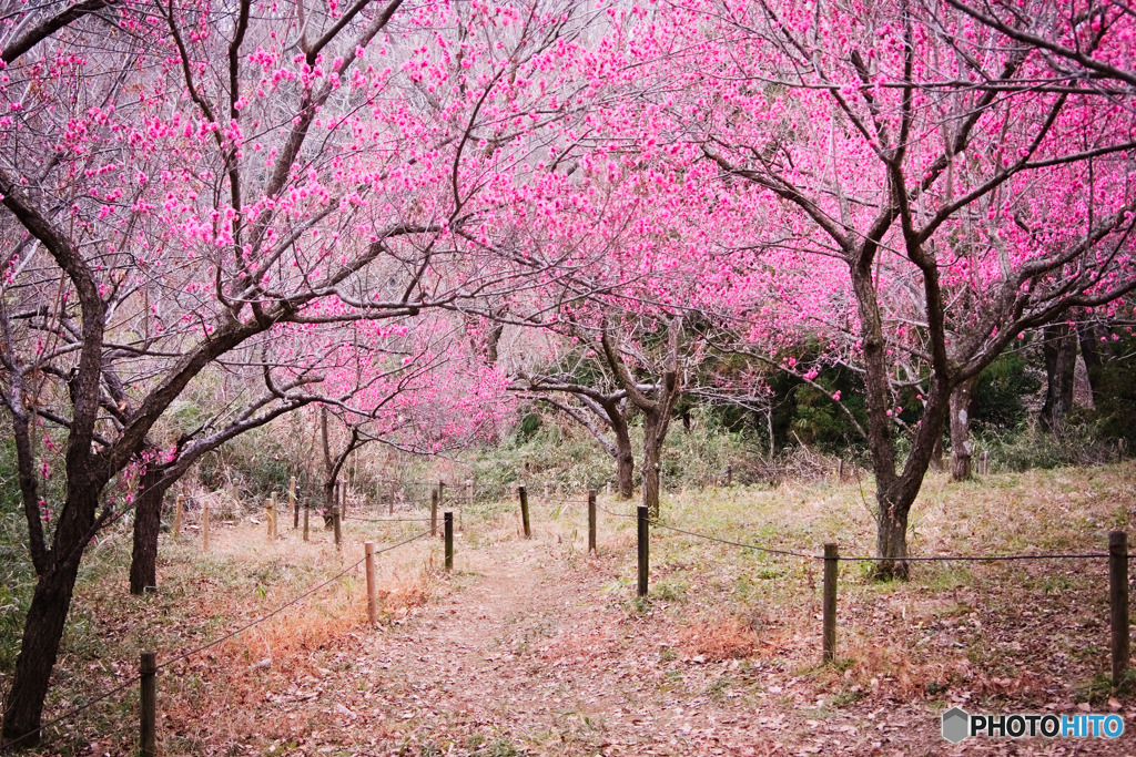 長池公園梅園