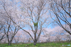 虎山の千本桜