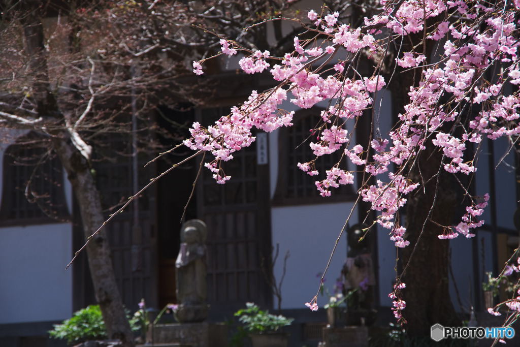 長泉院の桜