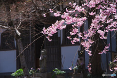 長泉院の桜