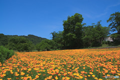 花の里長瀞