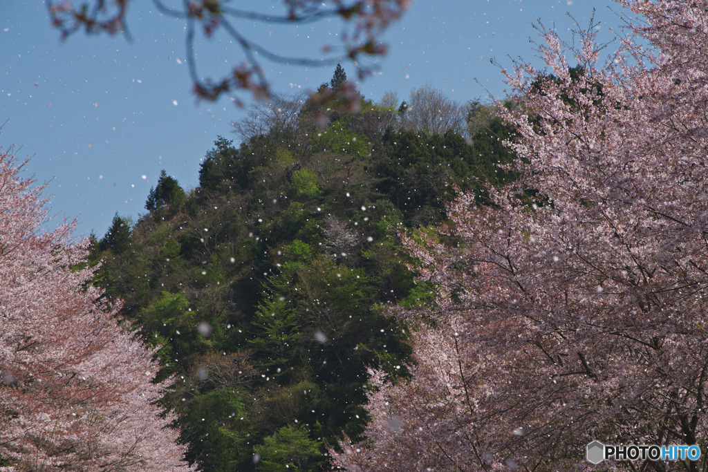 虎山の千本桜