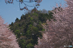 虎山の千本桜