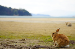 うさぎの島