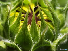 ひまわりの蕾２