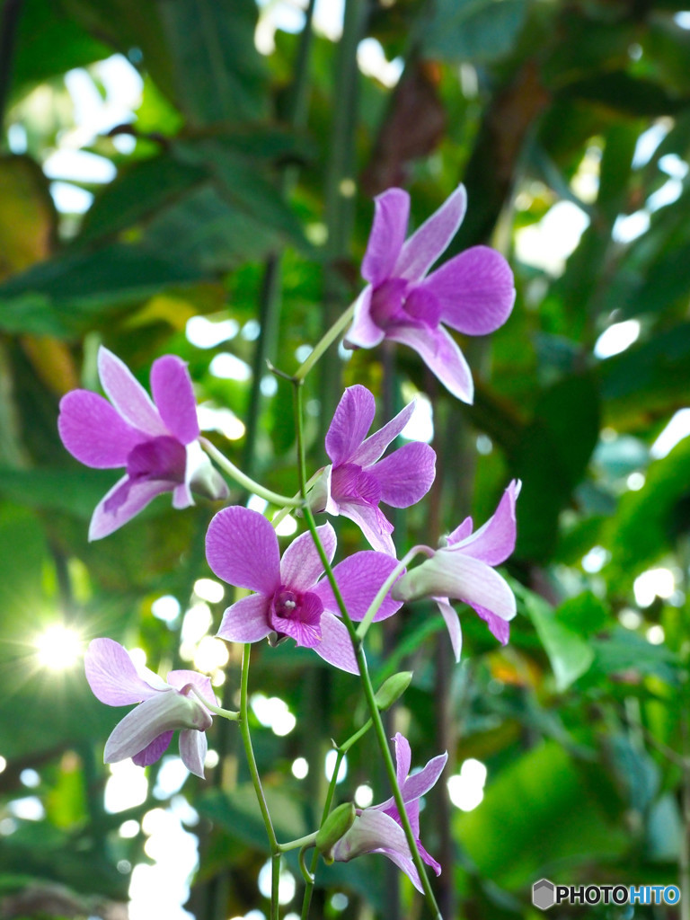温室の花