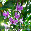温室の花