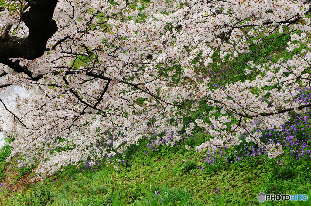 千鳥ヶ淵の桜