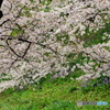 千鳥ヶ淵の桜