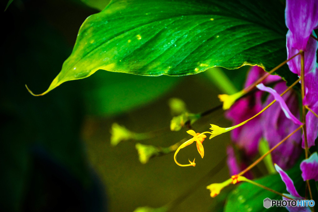 温室の花